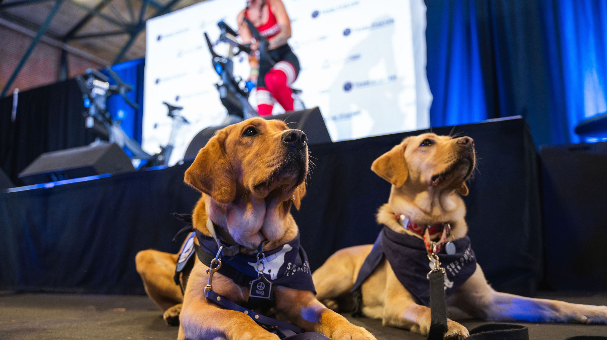 Dogs at the Ruff Ride NYC event